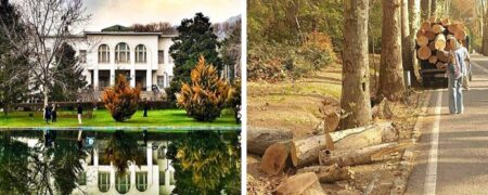 ماجرای جنجالی قطع درختان کاخ سعدآباد و واکنش مدیریت آن