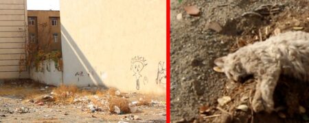 وحشت در شهر زیبا؛ ماجرای زنی که قاتل سریالی گربه ها در تهران بود! + ویدئو