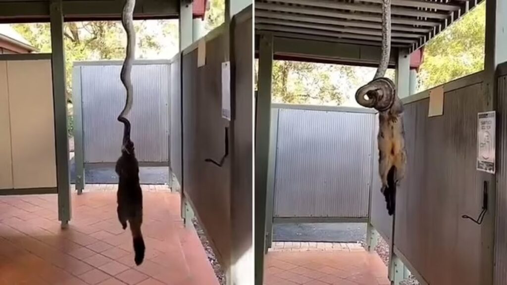«بوسه مرگ»؛ تصاویر ترسناکی از شکار یک صاریغ توسط مار پیتونی آویزان شده از سقف + ویدیو