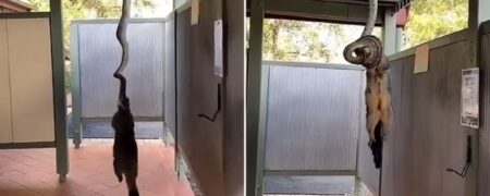 «بوسه مرگ»؛ تصاویر ترسناکی از شکار یک صاریغ توسط مار پیتونی آویزان شده از سقف + ویدیو