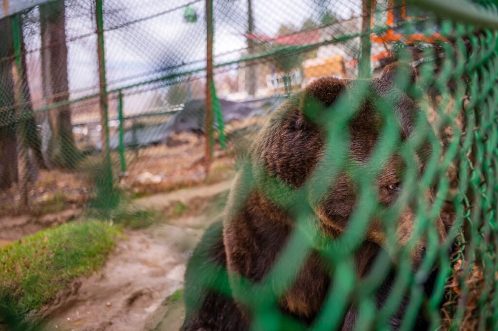 شکنجه بی پایان تنهاترین خرس دنیا که ۲۳ سال در قفسی فرسوده زندانی است + ویدیو