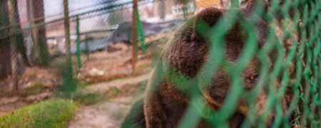 شکنجه بی پایان تنهاترین خرس دنیا که ۲۳ سال در قفسی فرسوده زندانی است + ویدیو