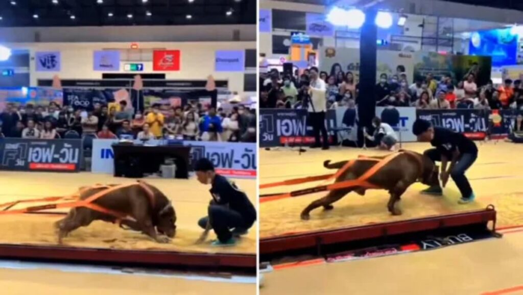 لحظه‌ی ای که یک سگ پیت بول آمریکایی وزنه ۴,۰۰۰ کیلوگرمی را می کشد + ویدیو