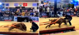 لحظه‌ی ای که یک سگ پیت بول آمریکایی وزنه ۴,۰۰۰ کیلوگرمی را می کشد + ویدیو