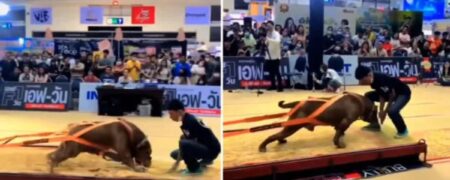 لحظه‌ی ای که یک سگ پیت بول آمریکایی وزنه ۴,۰۰۰ کیلوگرمی را می کشد + ویدیو