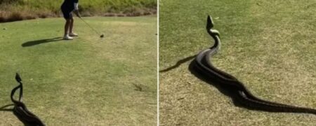 لحظه‌ی عجیبی که دو مار پیتون در نزدیکی یک گلف‌باز روی زمین با هم می‌جنگند + ویدیو