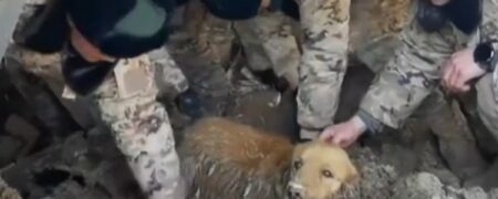لحظه‌ی نجات سگی که بیش از ۳۰ ساعت در زلزله چین زیر آوار مانده بود + ویدیو
