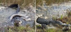 لحظه‌ای که تمساح عظیم الجثه پس از نبرد سنگین با مار پیتون آن را می بلعد + ویدیو
