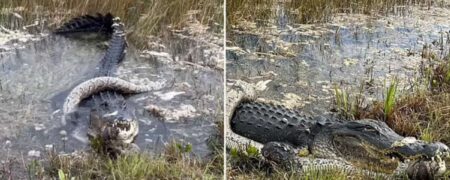 لحظه‌ای که تمساح عظیم الجثه پس از نبرد سنگین با مار پیتون آن را می بلعد + ویدیو