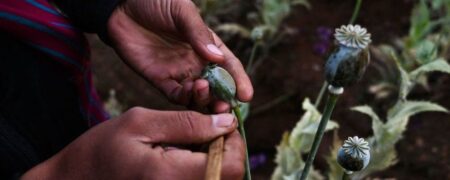 میانمار با کنار زدن افغانستان به بزرگ ترین تولید کننده تریاک در جهان تبدیل شد