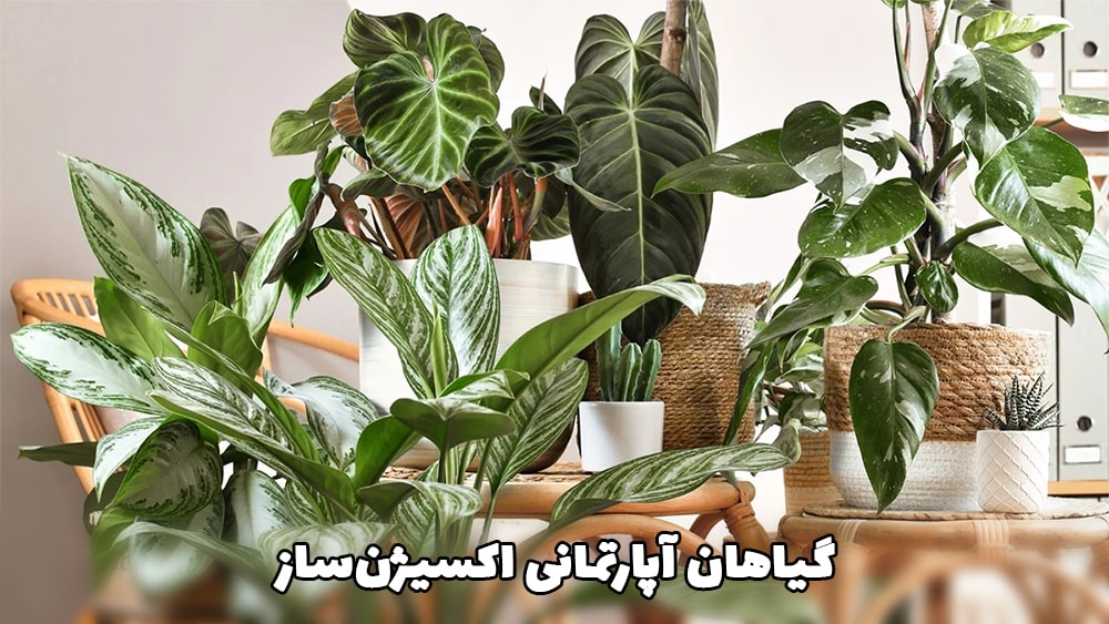گیاهان آپارتمانی اکسیژن‌ساز