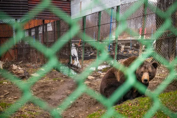 تنهاترین خرس دنیا که 23 سال در قفسی فرسوده زندانی است