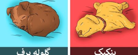 طرز خوابیدن سگ ها درباره آن ها چه می گوید؟