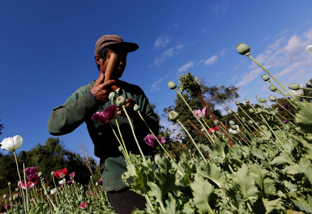 میانمار به بزرگ ترین کشور تولید کننده تریاک تبدیل شد