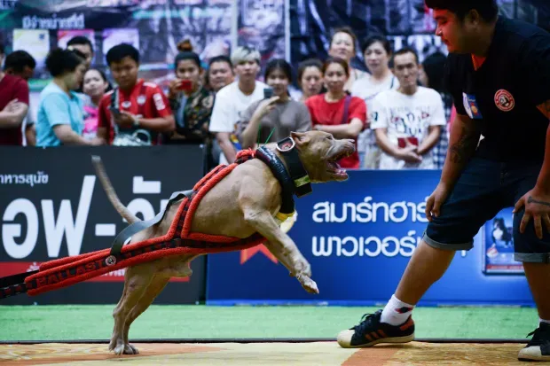 پیت بول آمریکایی در مسابقات کشیدن وزن تایلند بار 4,000 کیلوگرمی را کشید