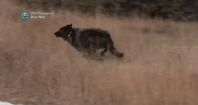 رهاسازی اولین گرگ‌های خاکستری در خطر انقراض در کلرادو