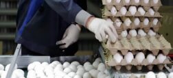 تصمیم روسیه برای واردات تخم مرغ از ایران در پی گرانی ناشی از جنگ و تحریم ها