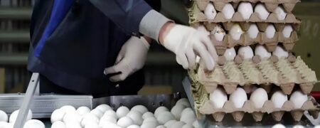 تصمیم روسیه برای واردات تخم مرغ از ایران در پی گرانی ناشی از جنگ و تحریم ها