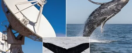 مکالمه ۲۰ دقیقه ای دانشمندان با یک نهنگ به زبان خودش با هدف صحبت با بیگانگان