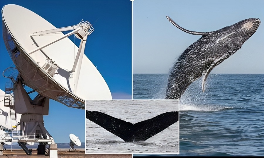 مکالمه ۲۰ دقیقه ای دانشمندان با یک نهنگ به زبان خودش با هدف صحبت با بیگانگان