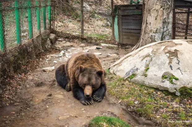 تنهاترین خرس دنیا که 23 سال در قفسی فرسوده زندانی است