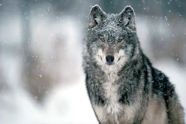 رهاسازی اولین گرگ‌های خاکستری در خطر انقراض در کلرادو