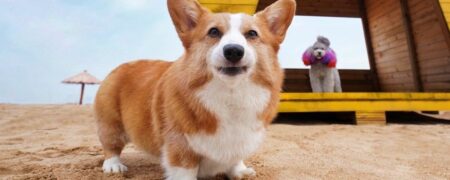 ۳ نشانه کلیدی که می‌گوید سگ شما واقعاً باهوش است