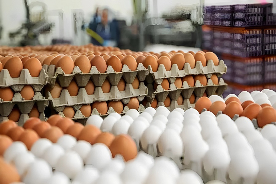 تصمیم روسیه برای واردات تخم مرغ از ایران