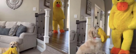 واکنش این سگ به پوشیدن لباس اسباب‌بازی موردعلاقه‌ خود توسط صاحبش + ویدیو