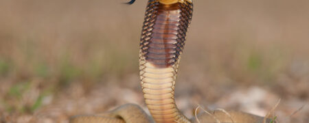 ۱۰ جانور عجیب و خارق العاده ای که در هیچ دسته بندی سنتی حیات وحش جای نمی گیرند