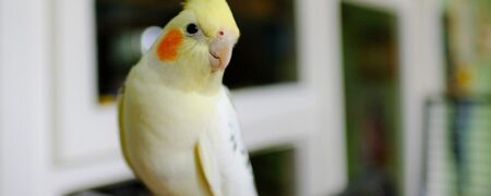 غذای عروس هلندی چیست؟