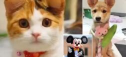 رواج عمل‌های زیبایی حیوانات خانگی برای داشتن گوش‌های میکی ماوسی