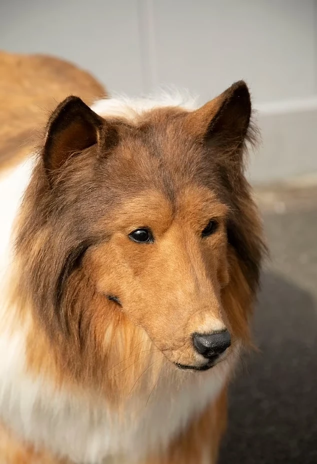 مرد ژاپنی با تن پوش سگ بسیار واقعی در آزمون چابکی سگ ها شکست خورد
