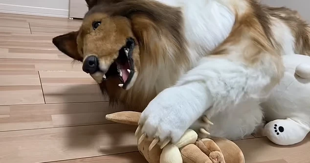 مرد ژاپنی با تن پوش سگ بسیار واقعی در آزمون چابکی سگ ها شکست خورد