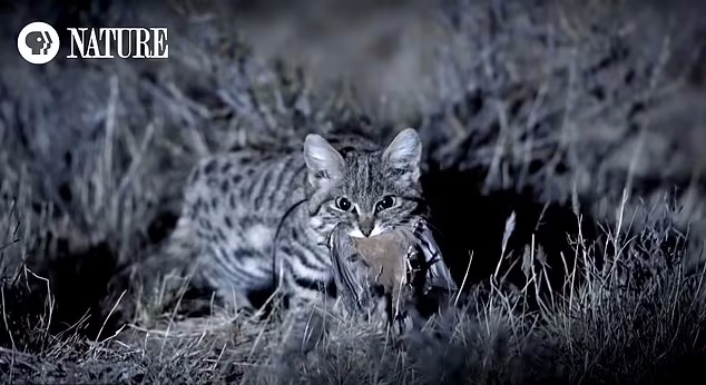 ظاهر مظلوم و بامزه گربه پاسیاه که کُشنده ترین گربه وحشی جهان است + ویدئو