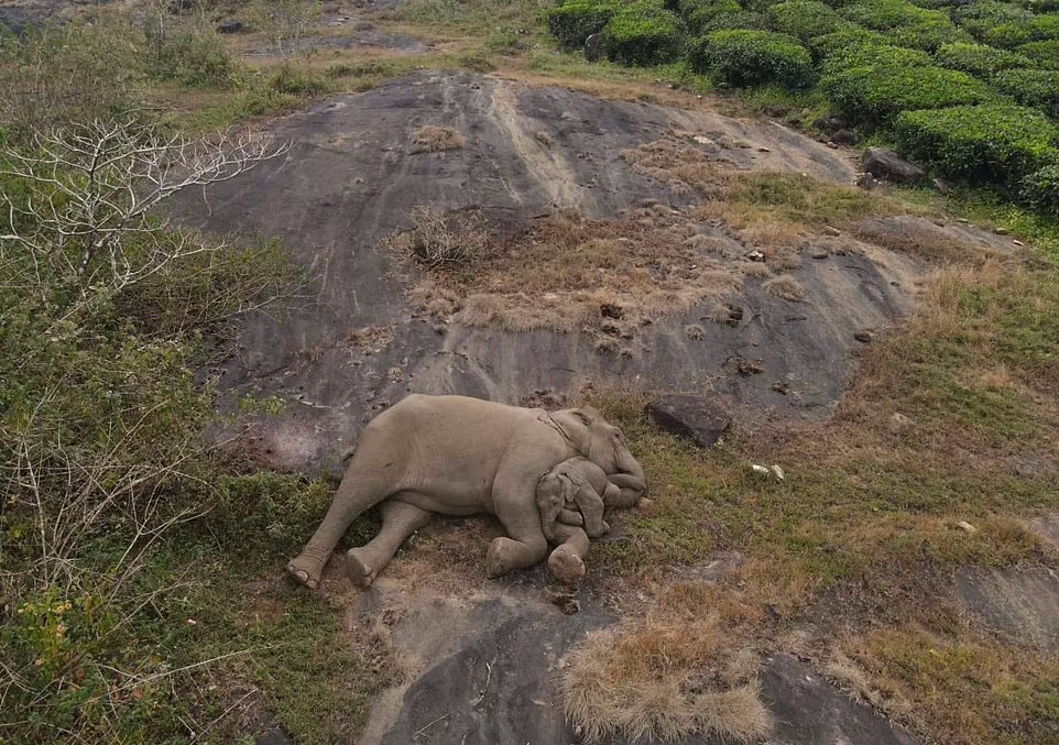 لحظه دیدار احساسی فیل مادر و بچه اش که گم شده بود + ویدئو