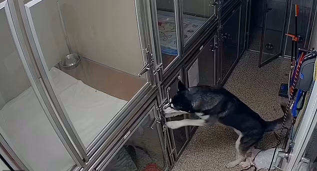 فرار جالب سگ هاسکی از لانه‌اش در پناهگاه و دستگیری توسط پلیس + ویدئو