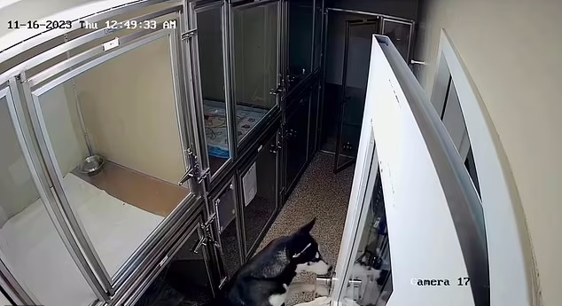فرار جالب سگ هاسکی از لانه‌اش در پناهگاه و دستگیری توسط پلیس + ویدئو