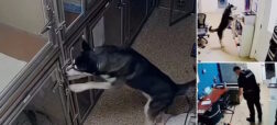 سگ هاسکی که پس از فرار از لانه‌اش در پناهگاه توسط پلیس دستگیر می‌شود + ویدئو