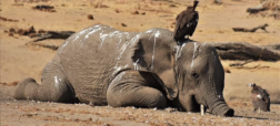 تصاویری دلخراش از مرگ بیش از ۱۶۰ فیل بر اثر خشکسالی در زیمبابوه
