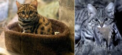 گربه پاسیاه؛ عضو جدید بامزه باغ وحش که کُشنده ترین گربه جهان است + ویدئو