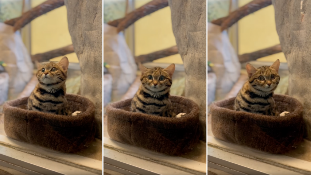 ظاهر مظلوم و بامزه گربه پاسیاه که کُشنده ترین گربه وحشی جهان است + ویدئو