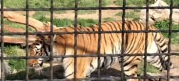 حمله ببر به عوامل صداوسیما در باغ وحش صفادشت + ویدیو