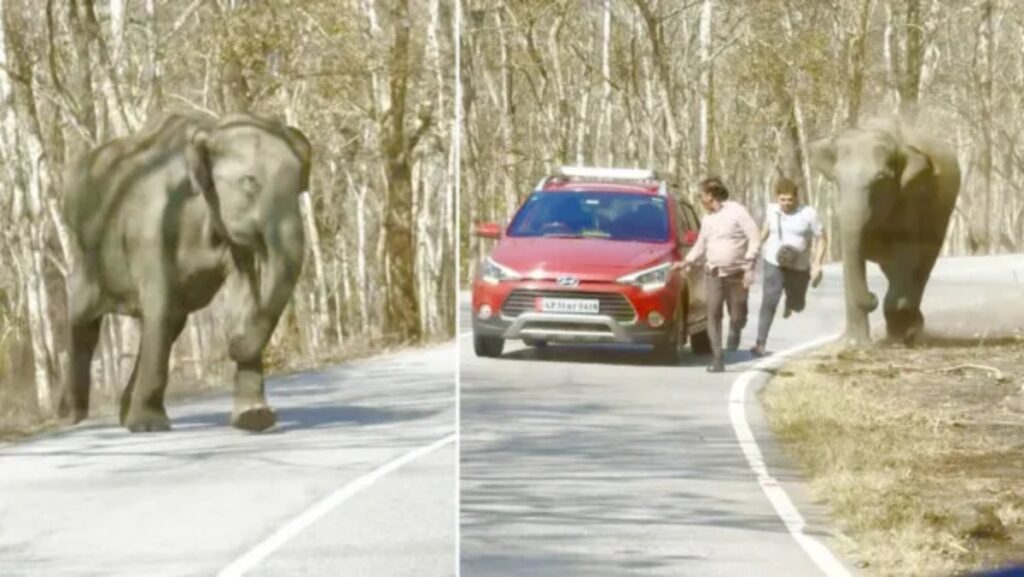 حمله‌ی فیل عصبانی به گردشگرانی که می خواستند با او عکس سلفی بگیرند + ویدیو