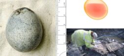 تخم مرغ باستانی 1700 ساله که هنوز محتویات آن سالم است!