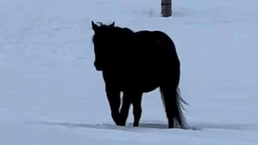 ویدیوی وایرال شده از حرکت یک اسب که ناخواسته باعث خطای دید می‌شود! + ویدیو