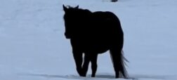ویدیوی وایرال شده از خطای دید به وجود آمده از حرکت یک اسب سیاه در برف سفید