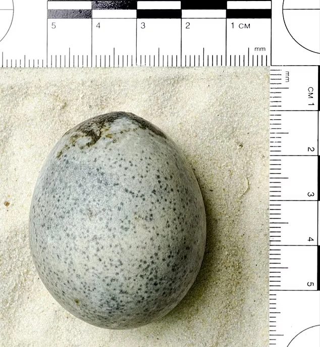 تخم مرغ باستانی 1700 ساله که هنوز محتویات آن سالم است!