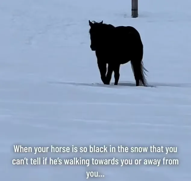 ویدیوی وایرال شده از خطای دید به وجود آمده از حرکت یک اسب سیاه در برف سفید