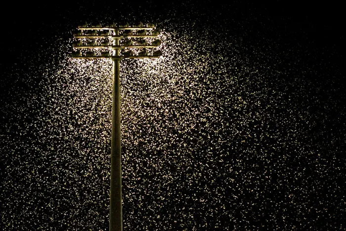 چرا حشرات دور نور مصنوعی می چرخند؟